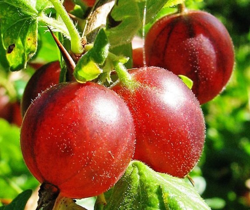 Arbusti fructiferi AGRIS ROSU ROLANDA