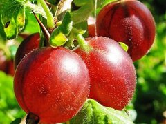 Arbusti fructiferi AGRIS ROSU ROLANDA